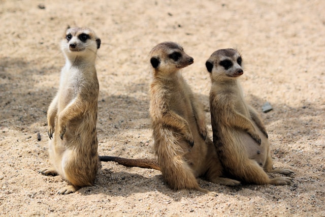 Three meerkats on sand during daytime
